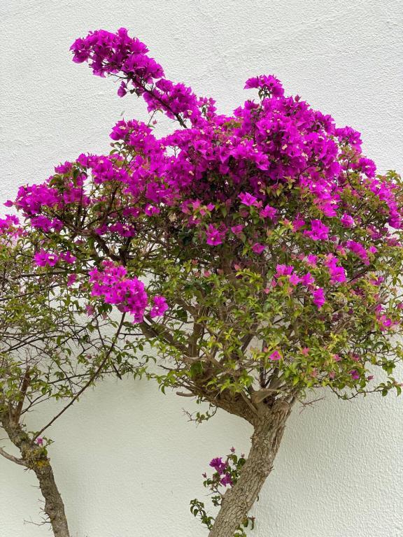 Fewo Cesar Manrique - Albufeira, Portugal Dış mekan fotoğraf